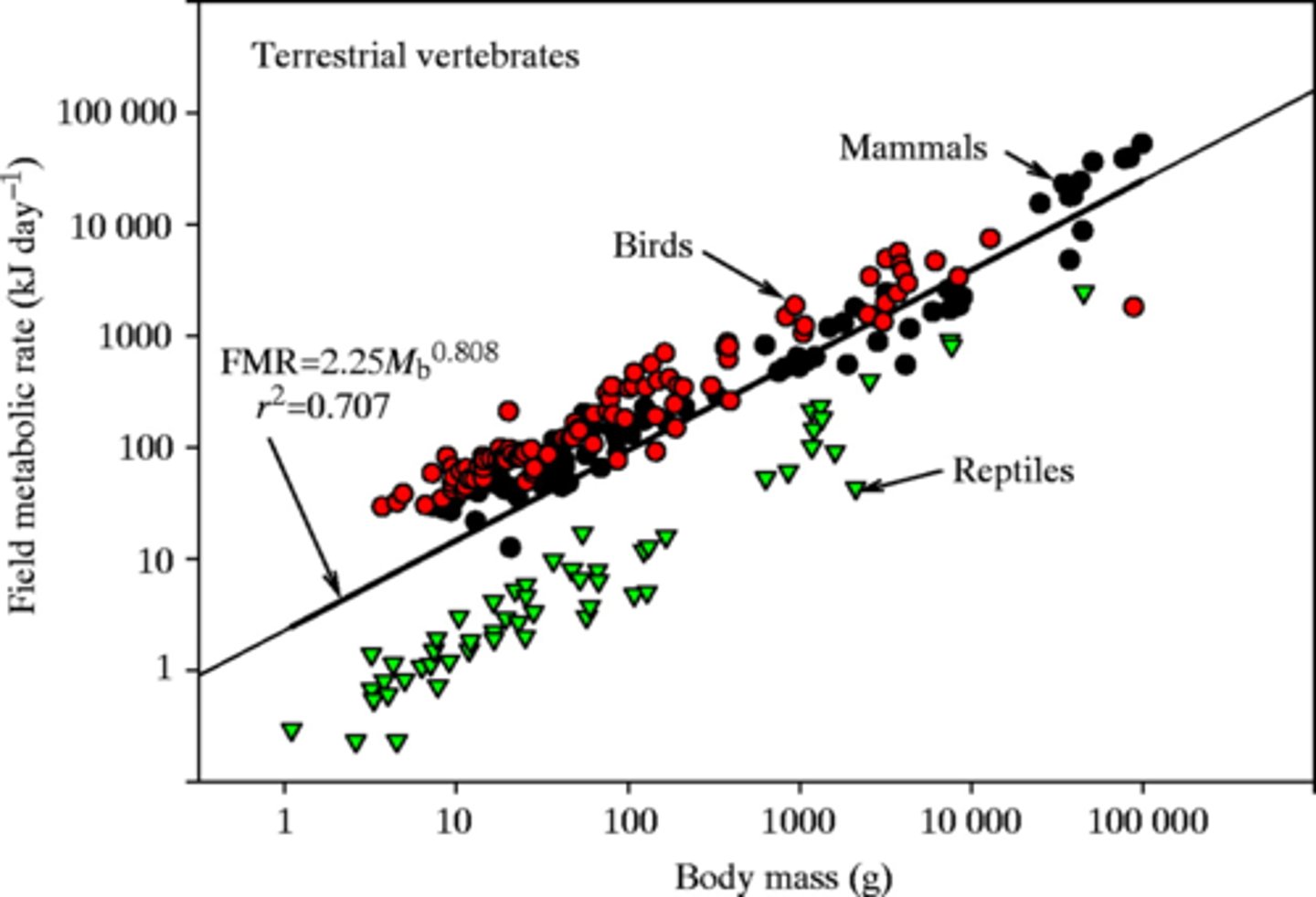<p>The rate at which the body uses energy.</p><p>The metabolic rate generally falls with increased body mass.</p>