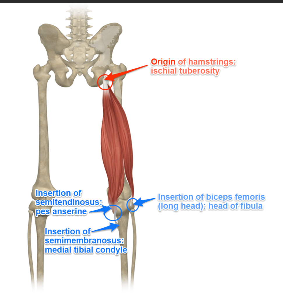 <p>Hamstrings Origin</p>