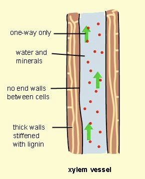 <p>Xylem Vessel</p>