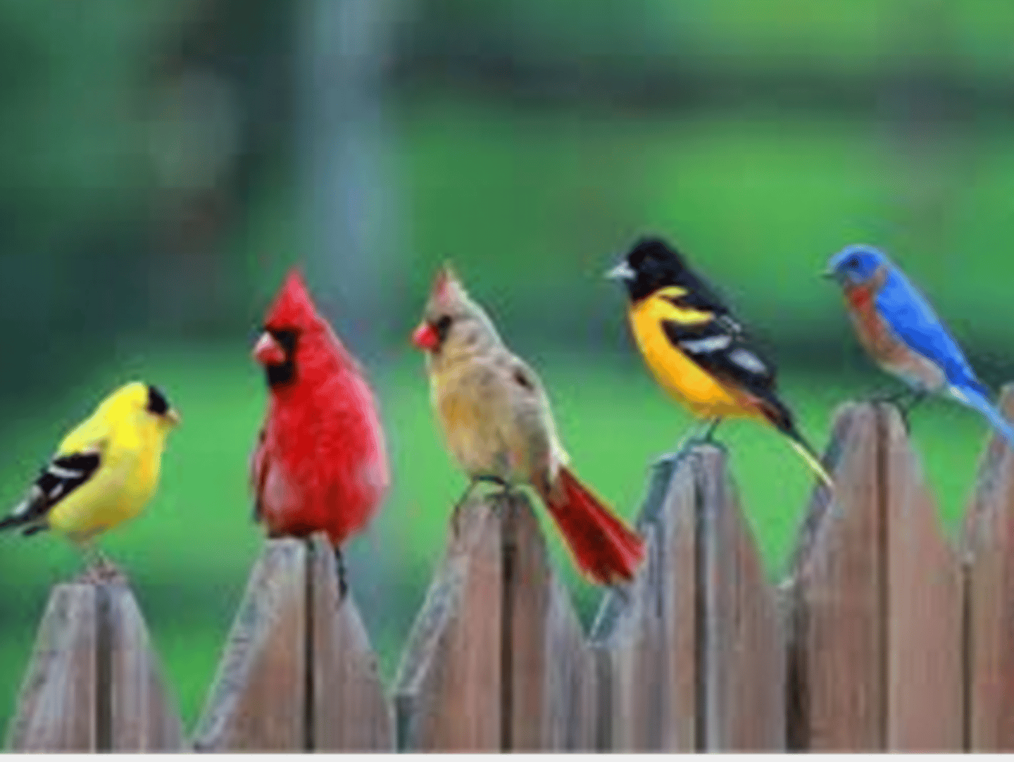 <p>I am a multicellular heterotroph and eat mostly seeds, insects and berries. I have feathers and can fly.</p>