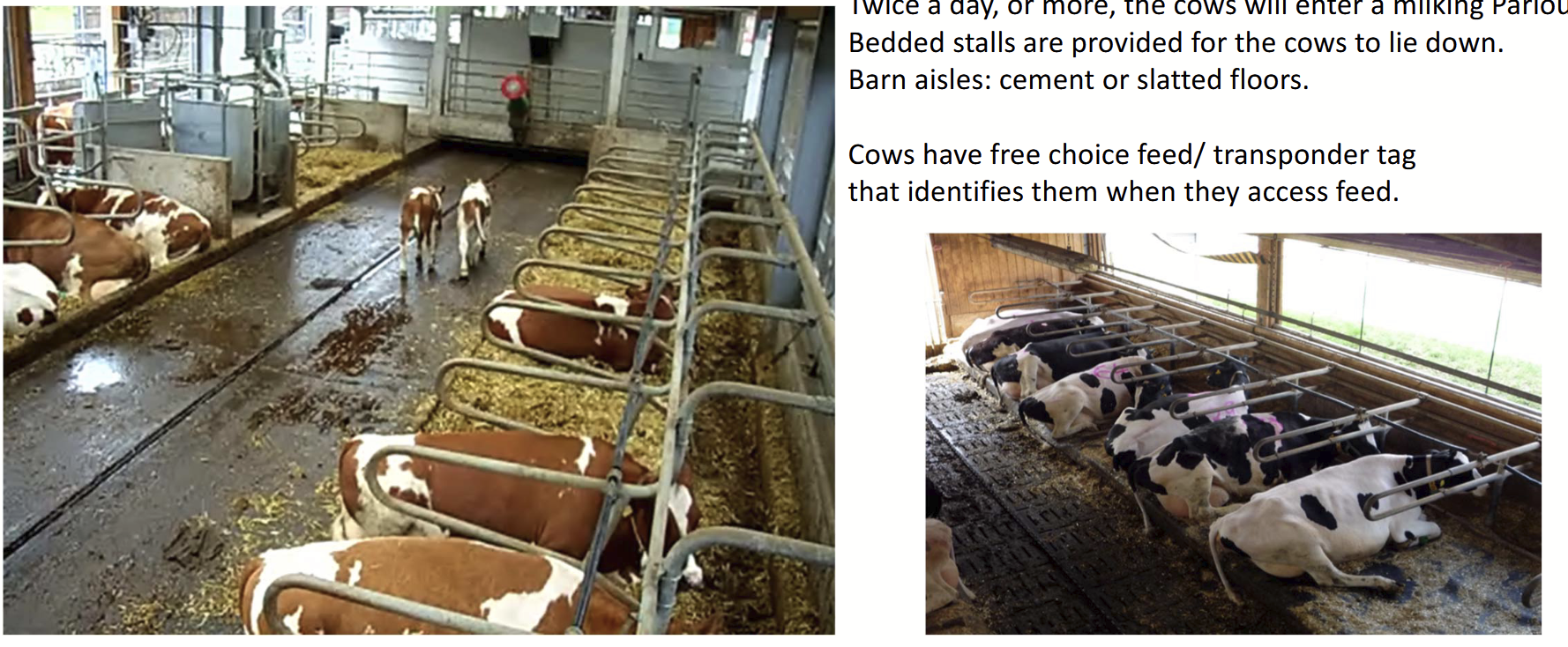 <p>In Germany, a common way of housing dairy cattle.</p><p>Twice a day or more, the cows will enter a milking parlour. Bedded stalls are provided for the cows to lie down. Barn aisles are non-slip cement or slatted floors.</p><p>Cows have free choice feed/transponder tag that identifies them when they access feed.</p><ul><li><p>Freedom of movement but not 100% as some areas are blocked off.</p></li></ul><p></p>
