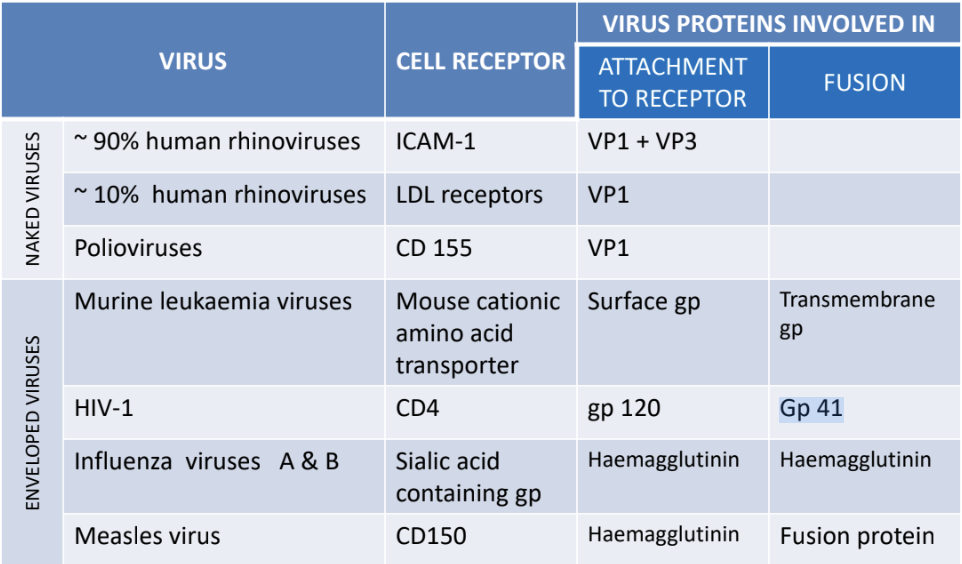 <p><strong>FALSE</strong></p><p><u>Enveloped</u> viruses typically have different proteins for attachment to receptors and fusion with the host cell membrane</p>
