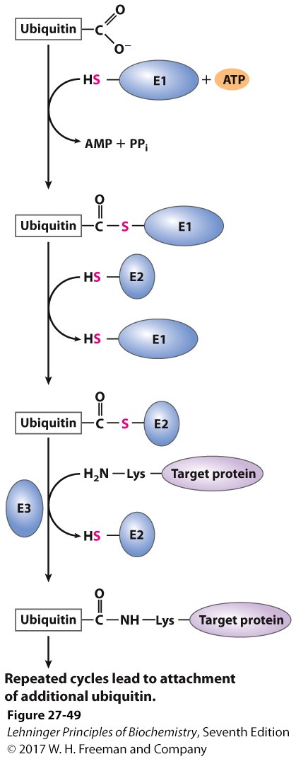 <p>E1= ubiquitin activating enzyme</p><p>E2= ubiquitin conjugating enzyme</p><p>E3= ubiquitin ligase</p><p>carboxyl group reacts with SH group on E1 and ATP to give off pyrophosphate</p><p>E2 transfers itself where E1 was</p><p>reacts with E3 and amino end of Lys of the target protein so that now enzymes are gone but target protein attaches (does this 4 times thru ubiquitin elongation)</p><p>ligase attaches to epsilon aa</p>