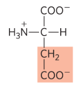<p>Asp, D, negative</p>
