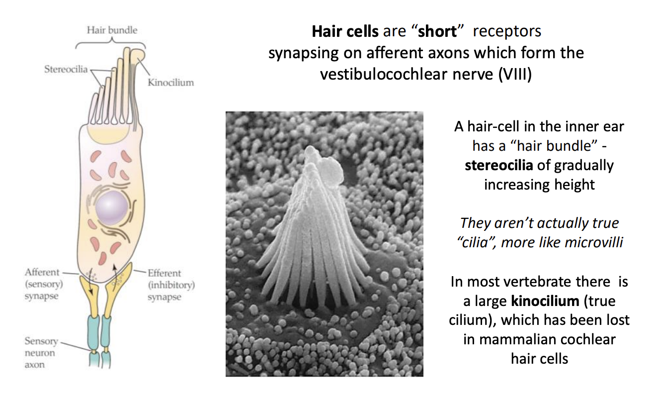 <ul><li><p>from the deflection of the sterocilia in the right direction</p></li></ul><p></p>