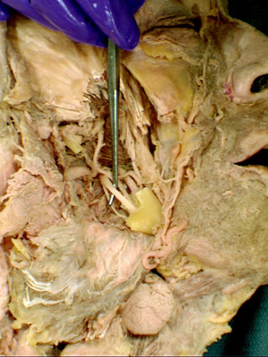 <p>what is the structure and function</p>