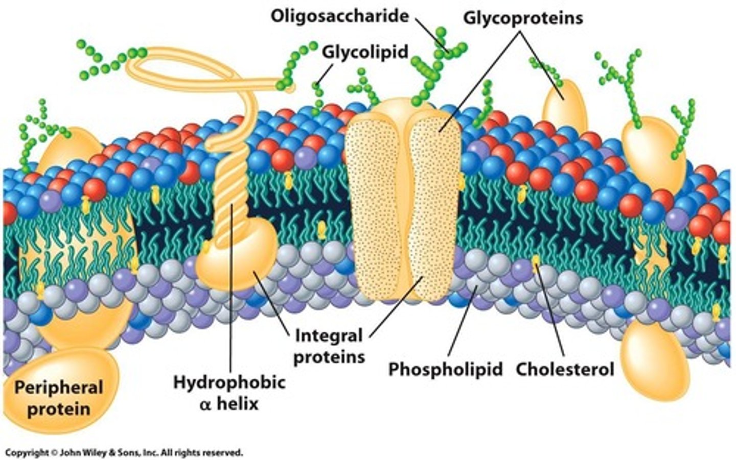 <p>Controls movement of substances in and out.</p>