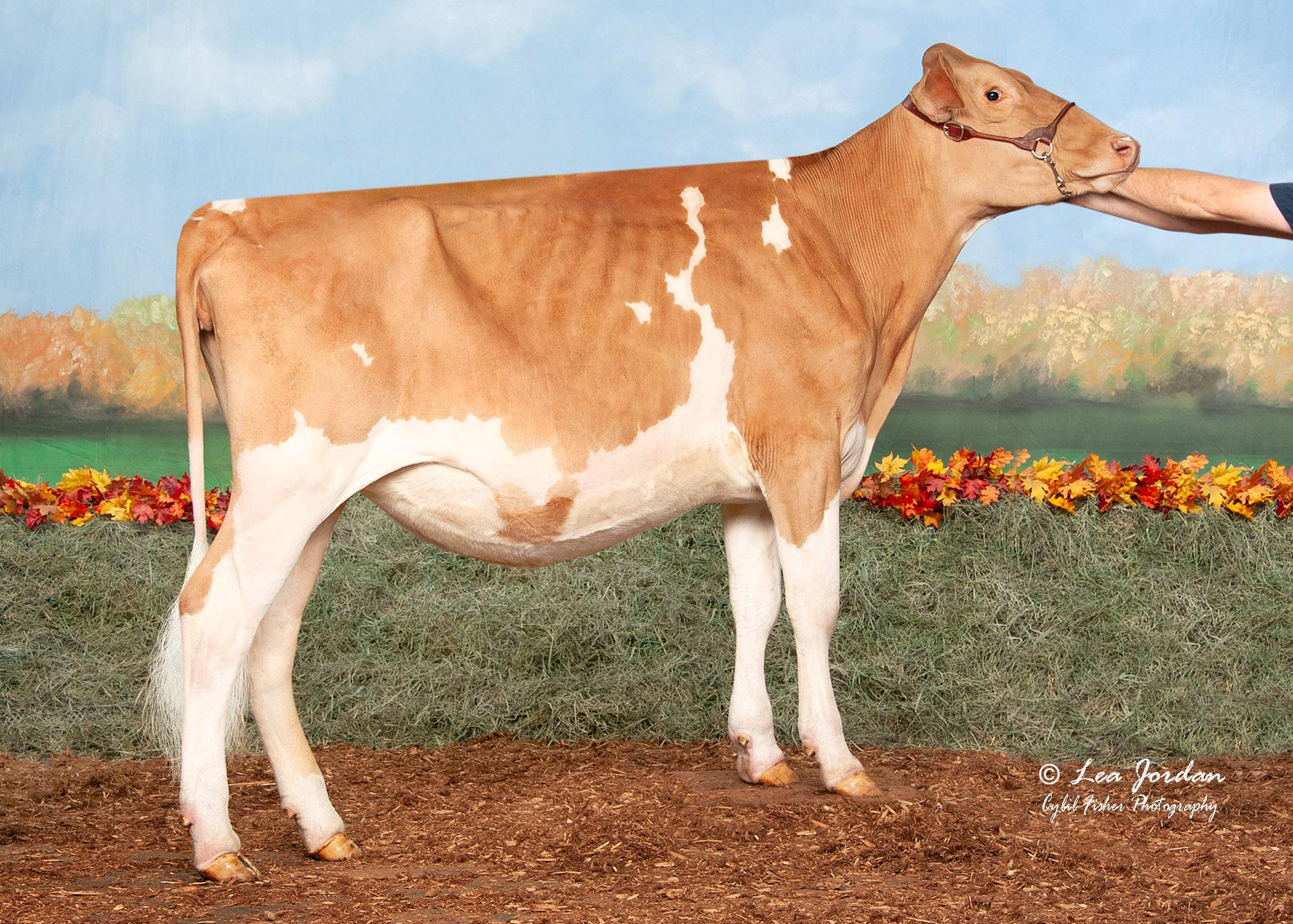 <p>Rank fourth in average milk produced and second in average milkfat produced per cow. They produce milk that is golden in color.</p>