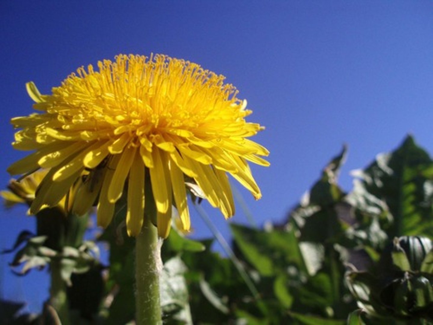 <p>what flower shape is this?</p>