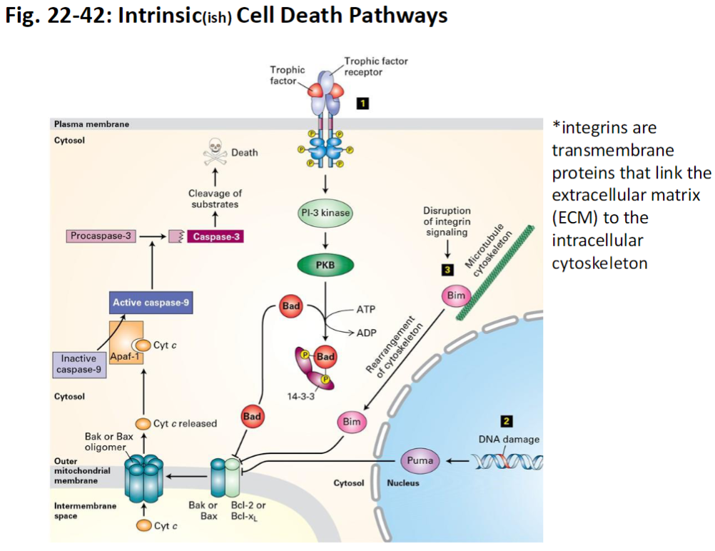 <p><strong>Integrins</strong><br> Transmembrane proteins that link the extracellular matrix (ECM) to the intracellular cytoskeleton<br> Provide survival signals; loss of integrin-mediated attachment can trigger intrinsic apoptosis</p>