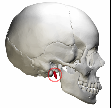 <ul><li><p>A processes for connective tissue attachment</p></li><li><p>A pointy projection</p></li></ul><p></p>