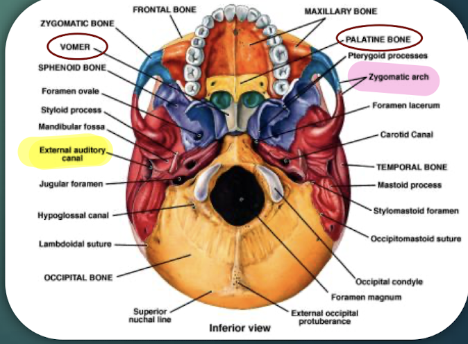 <p>Paired bones forming posterior hard palate and part of nasal cavity; visible on skull’s inferior view.</p>