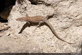 wall lizards and relatives (lacertoidea)

\

1. diurnal active terrestrial and rock dwelling species
2. one species (zootoca vivipara)
3. lives farther north than any other reptile