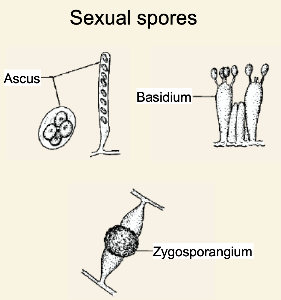 1\.Ascus (sac-like)

2\.basidium (club-like)

3\.zygospore