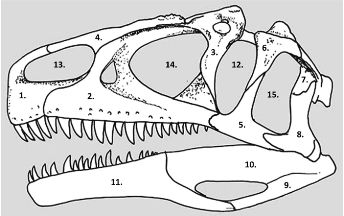 <p>What is the 15th bone called?</p>