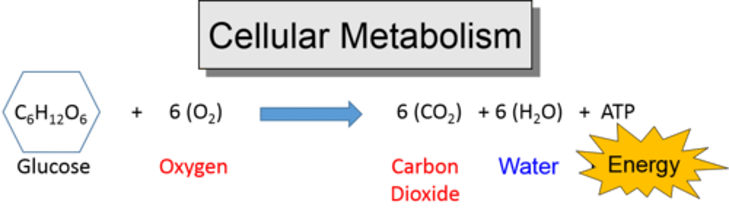 <p>(D) carbon dioxide</p><p>During cellular respiration, carbon dioxide is given off as a waste product to the surroundings.</p><p>Struggling to memorize the metabolic pathways (such as glycolysis and beta-oxidation)? Learn them like the back of your hand using Andrew's Metabolic Pathways Mastery Course @ https://mcatselfprep.com/course/andrews-metabolic-pathways-mastery-course/</p>