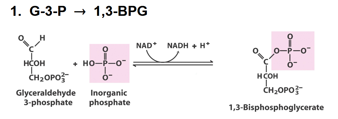 <p>what enzyme</p>