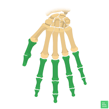 <p><span>make up fingers and toes</span></p>