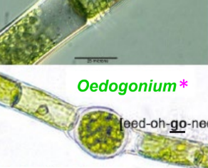 <p>frw benthic **apical scars (vegetative reproduction)</p>