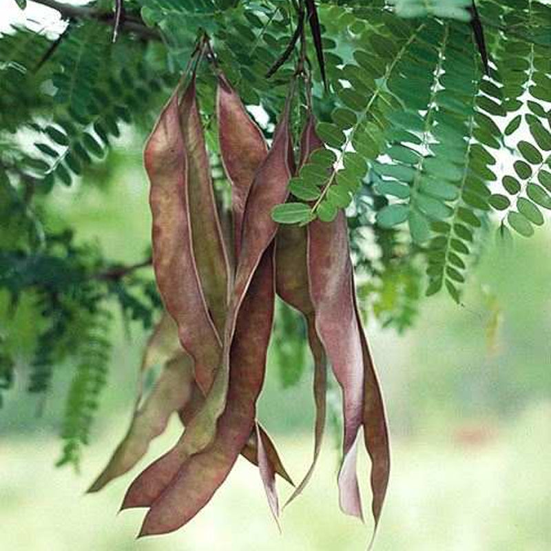 <p>Honey locust</p>