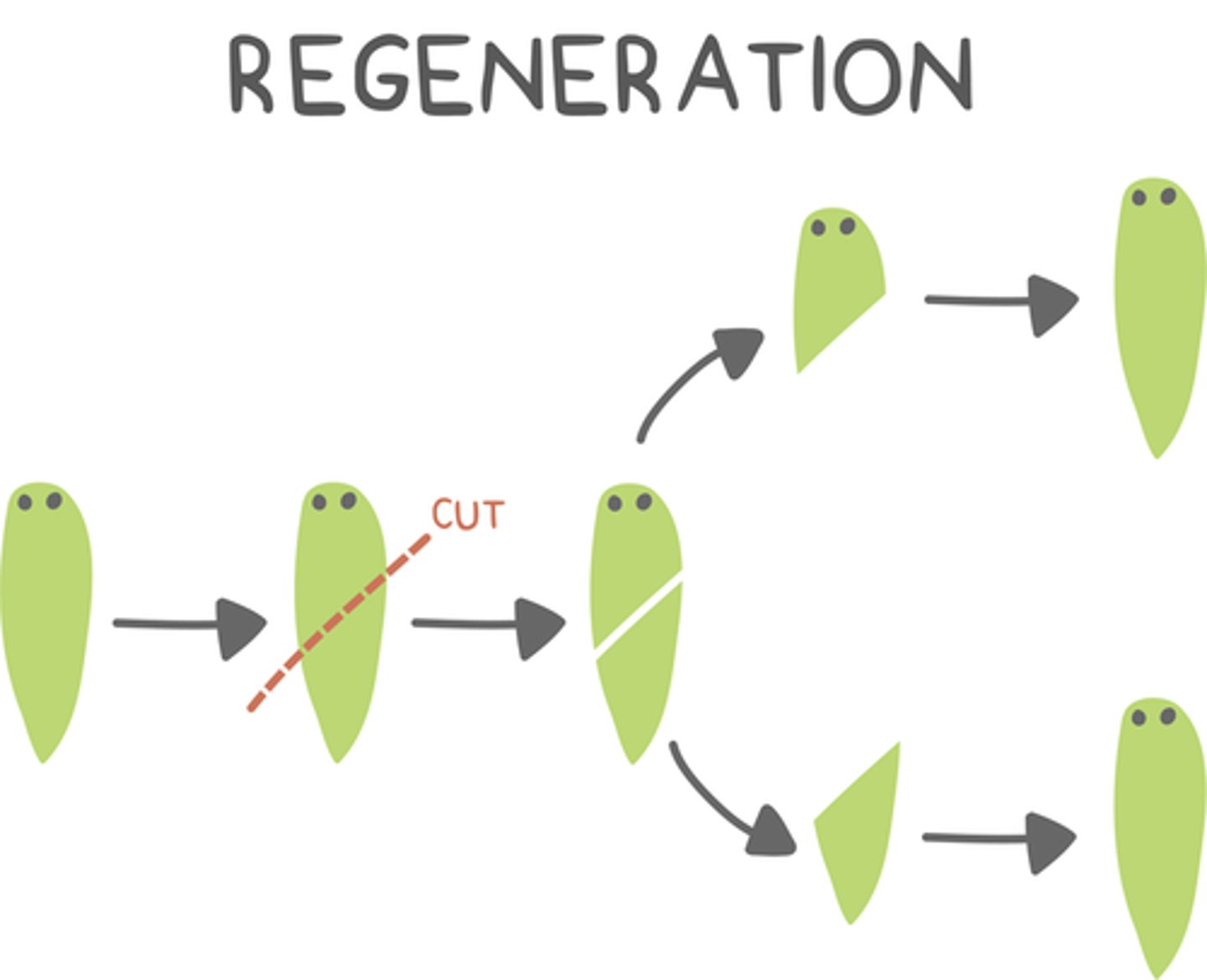 <p>a part of an organism breaks off to create two new organisms that are half old and half new</p>