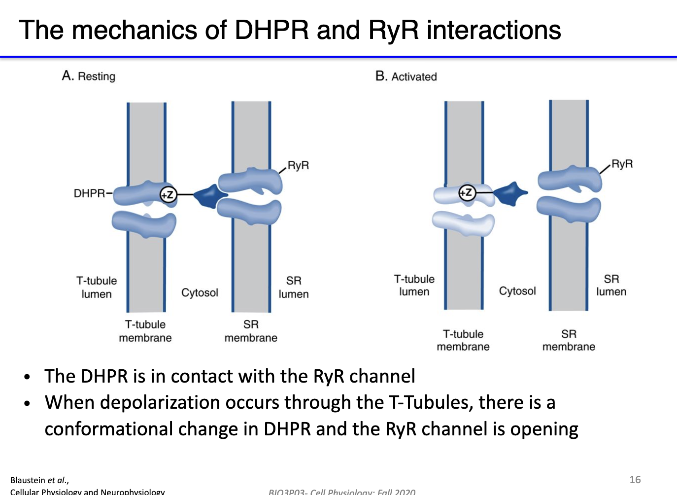 <ul><li><p><strong>Resting state:</strong> DHPR (L-type Ca²⁺ channel) has a long cytoplasmic extension that <strong>physically blocks RyR</strong>, preventing Ca²⁺ leak from SR.</p></li></ul><ul><li><p><strong>Depolarization:</strong> AP travels down T-tubules → activates DHPR voltage sensor (S4 segment).</p></li><li><p><strong>DHPR response:</strong></p><ul><li><p>Opens its <strong>own small Ca²⁺ channel</strong> → minor Ca²⁺ influx from extracellular space.</p></li><li><p><strong>Mechanically unblocks RyR</strong> → Ca²⁺ released from SR.</p></li></ul></li><li><p><strong>Calcium-induced calcium release (CICR):</strong> Incoming Ca²⁺ further activates RyR → amplifies Ca²⁺ release.</p></li><li><p><strong>Result:</strong> Rapid, large increase in cytosolic Ca²⁺ (mostly from SR) → triggers muscle contraction.</p></li></ul><p></p>