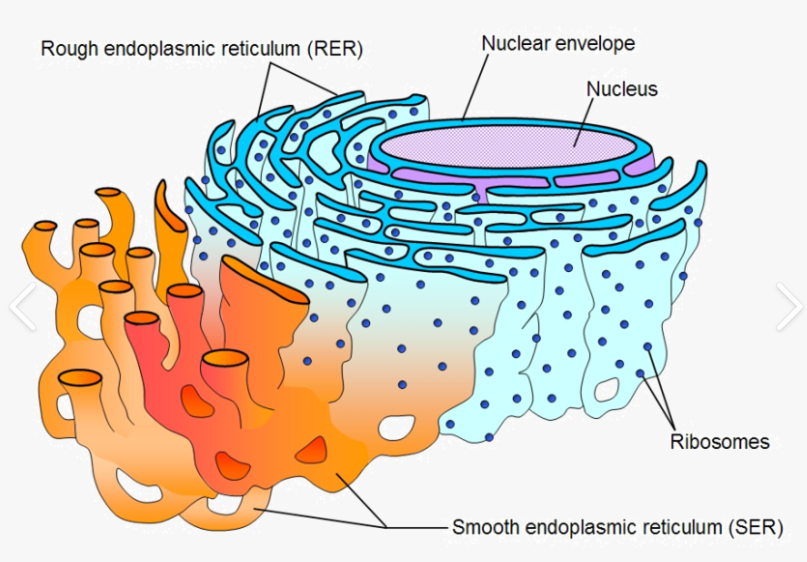 <p><span><span>Where are the ribosomes found?</span></span></p>