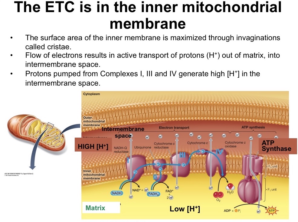 <ul><li><p>Flow of electrons from high to low free energy</p></li><li><p>Complex I: NADH donates electrons and pumps H+ into intermembrane space</p></li><li><p>Complex II: FADH donates electrons but none are pumped into the intermembrane space</p></li><li><p>Complex III: H+ are pumped into the intermembrane space</p></li><li><p>Complex IV: H+ is pumped into the intermembrane space, O2 is reduced to H2O</p></li><li><p>Complex V (ATP Synthase): Protons flow down gradient and synthesize ATP</p></li></ul><p></p>