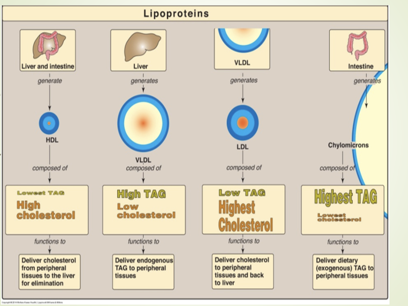 <p><span>What does the recap slide emphasize about lipoprotein metabolism? &nbsp;</span></p>