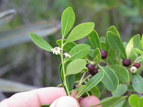 Family: Aquafoliaceae (holly)

Common: gallberry or inkberry

Plant size: shrub up to 6 ft

Persistence: evergreen

Twigs: green of season, very finely pubescent, older twigs glabrous, grayish brown, round lenticels with vertical slits

Leaf: simple, alternate, elliptic to ovate, powdery-pubescent petioles, blades leathery glabrous, dark green upper, pale dull green lower, crenation near leaf apex. Glands near base.

Flowers: functionally staminate and pistillate flowers, corolla 5-8 lobed

Fruit: Drupe black

Uses: #1 deer food, galberry honey, used to produce ink long ago

Tolerance: mod shade, mod salt, highly flammable, high flood, low drought

Other: dioecious