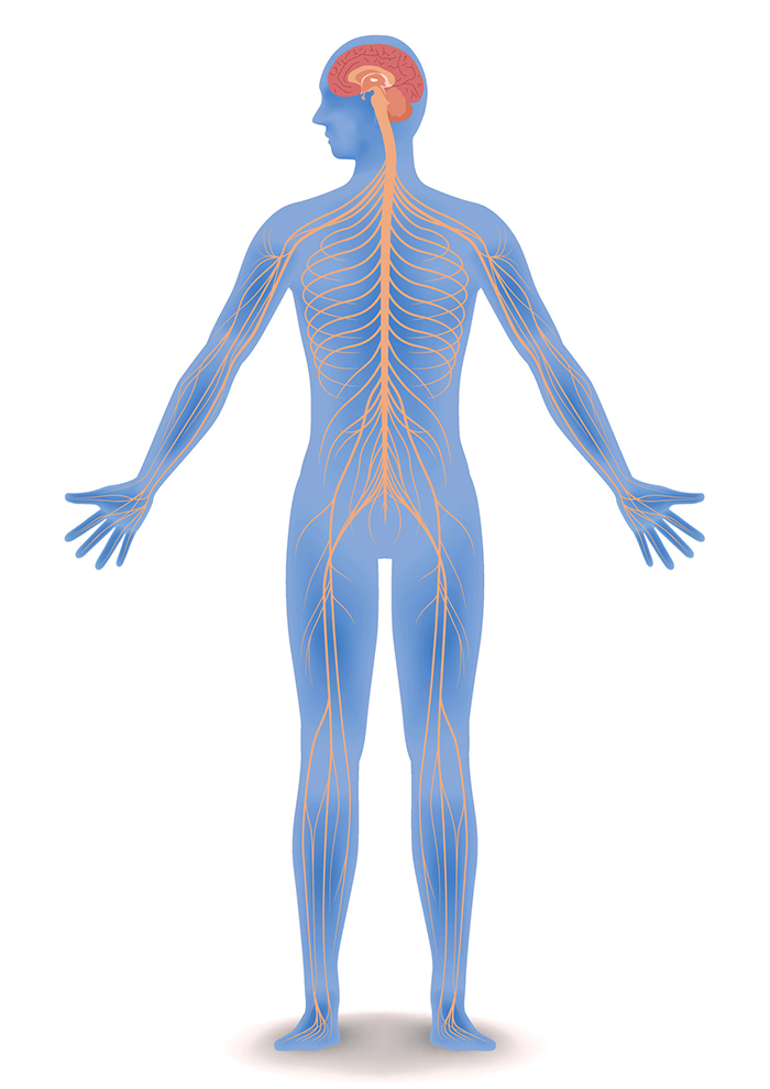 <p><span style="background-color: transparent;"><span>Consists of the brain, spinal cord, and nerves, and is responsible for controlling the voluntary and involuntary functions of the body and the mind</span></span></p>