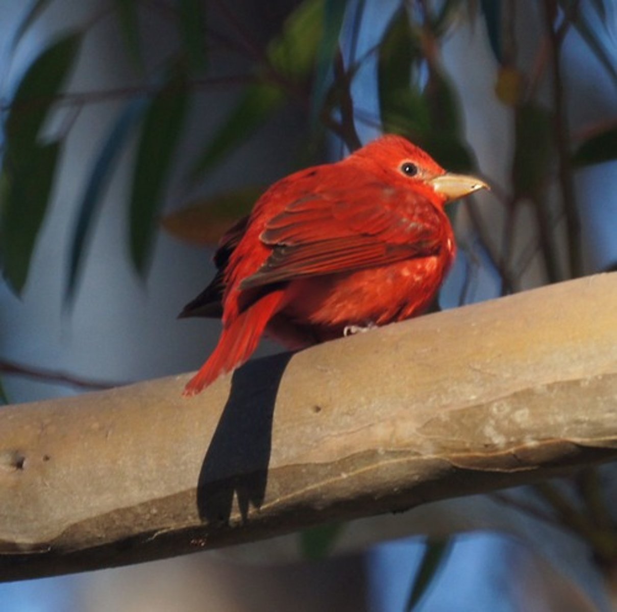 <p>Passeriformes Cardinalidae</p>