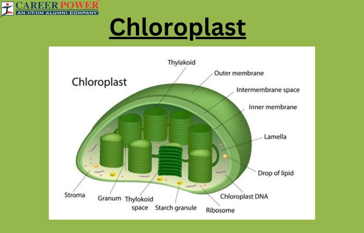 <ul><li><p>ALSO have an <strong>outer</strong> and <strong>inner membrane</strong> separated by an intermembrane space</p></li><li><p><span style="color: green">Stroma</span></p><ul><li><p>enclosed by the inner membrane</p></li></ul></li></ul><p></p>