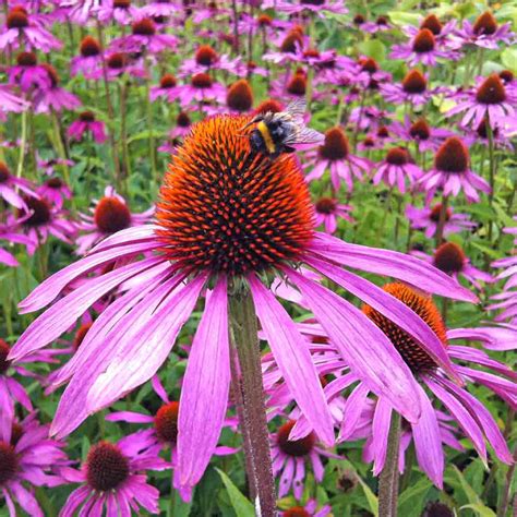 <p><strong>Purple cone flower</strong></p><p>Lifecycle, Angiosperm, Flower,Pollination, Soil, Habitat,Microclimate, Design, Seasonal interest</p>