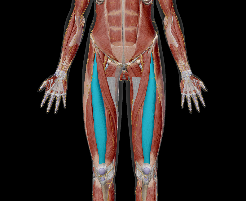 <p>name the muscle + action</p>