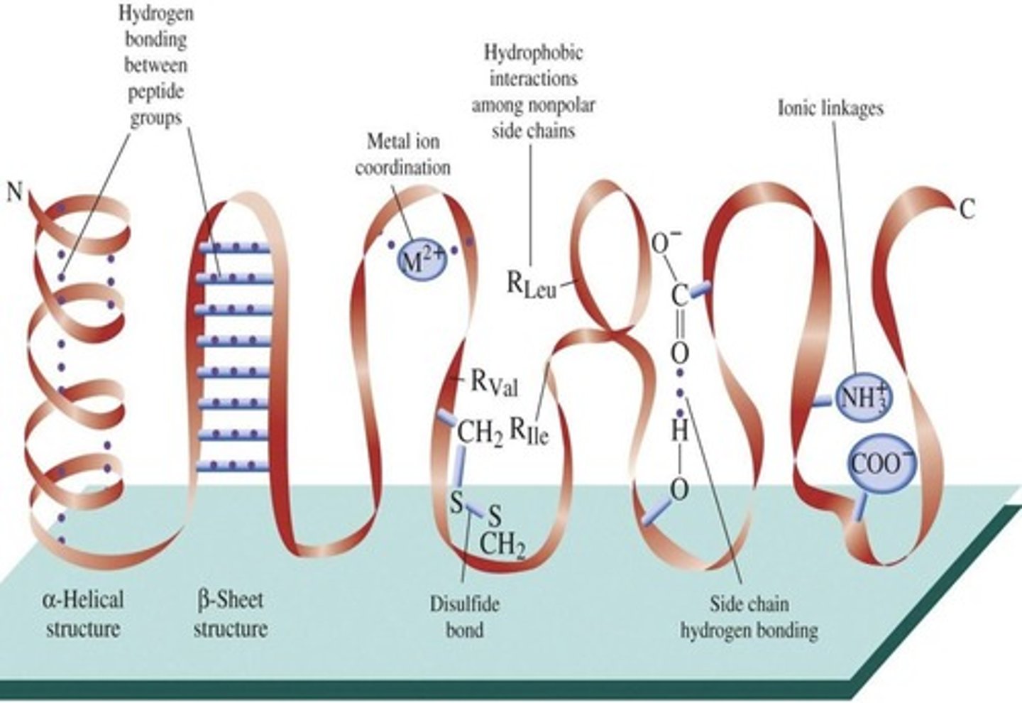<p>Attractive forces between hydrogen and electronegative atoms.</p>