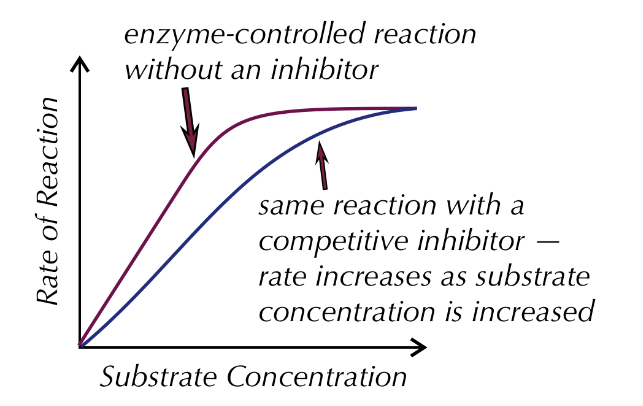 <p>similar shape to substrate, they compete with the substrates to fit and bind the active sites of enzymes, blocking the active site so substrates can&apos;t fit in and this inhibits the reaction high concentration of inhibitors = take up most of the active sites, substrates are less likely to bind to the active sites, only small amounts can higher concentration of substrate = higher chance of binding to active sites, increasing rate of reaction up to the saturation point</p>