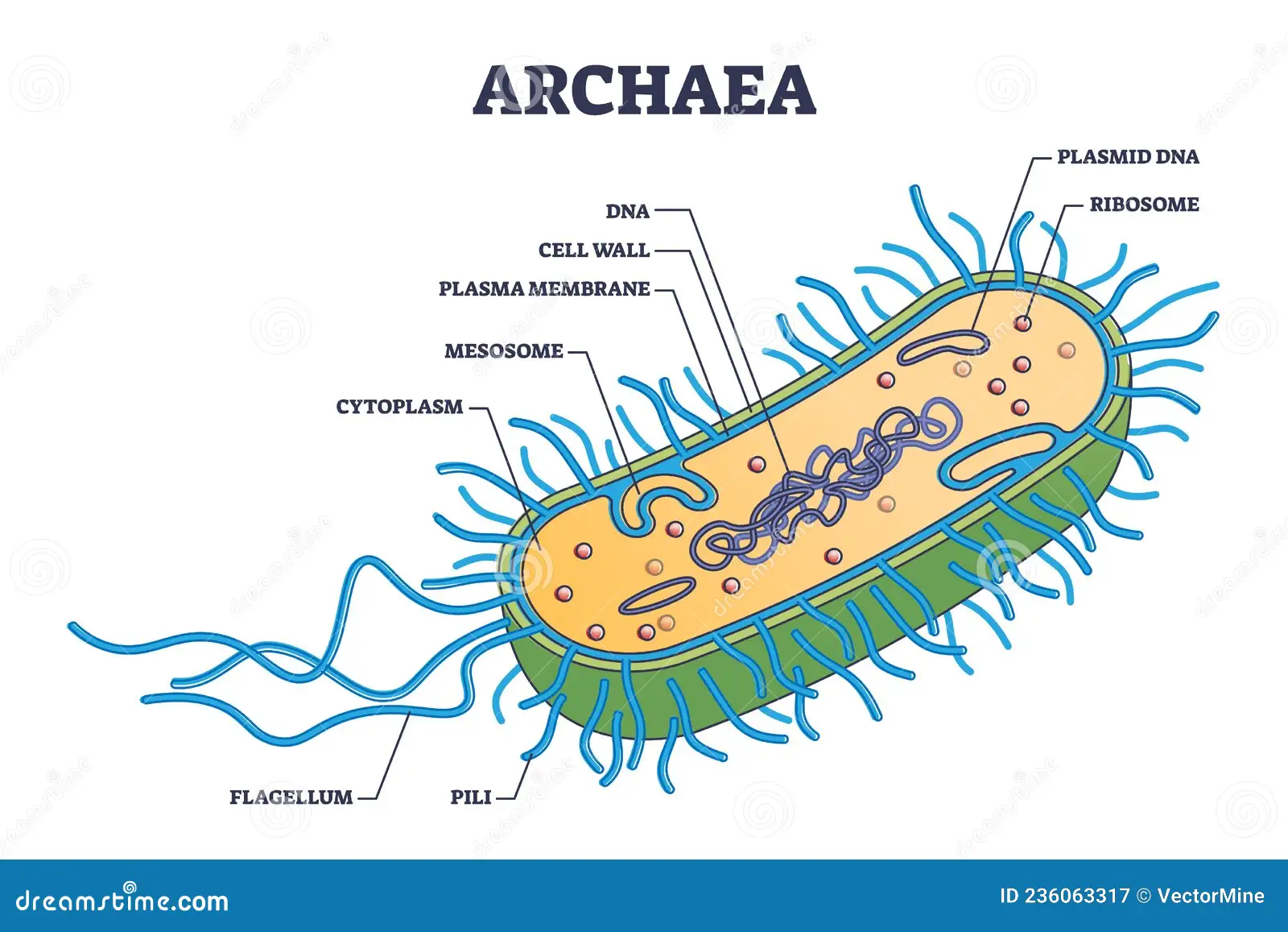 <p>Prokaryotic microorganisms that inhabit extreme environments and can use inorganic molecules as an energy source.</p>