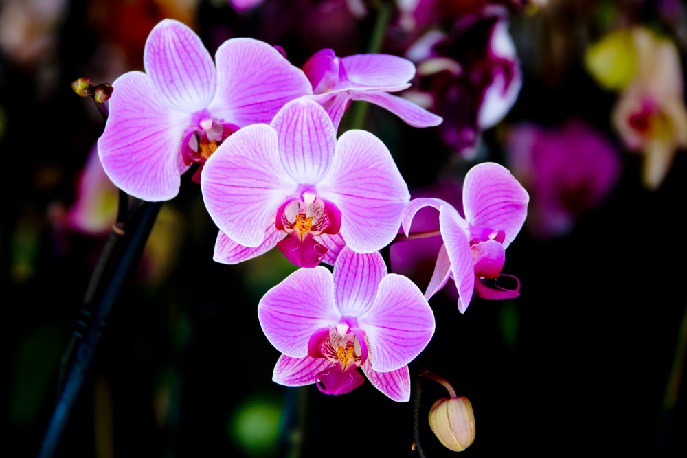 <p>What plant is this?</p>