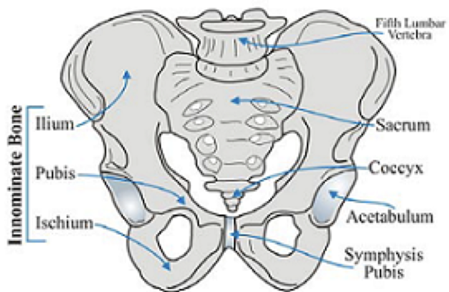 <p>what are the bones in the bony pelvis?</p>