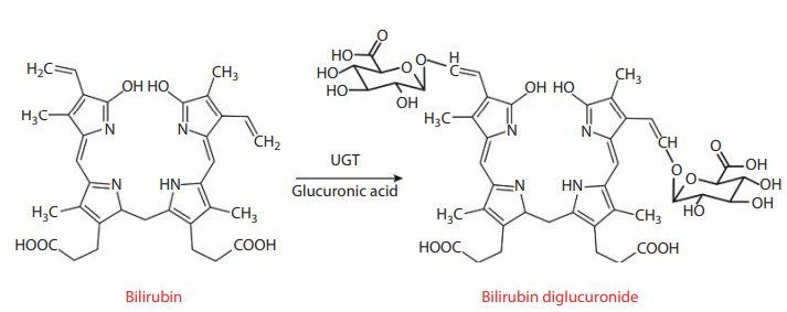 The formation of bilirubin glucuronides in the liver. UGT, UDP glucuronosyltransferases