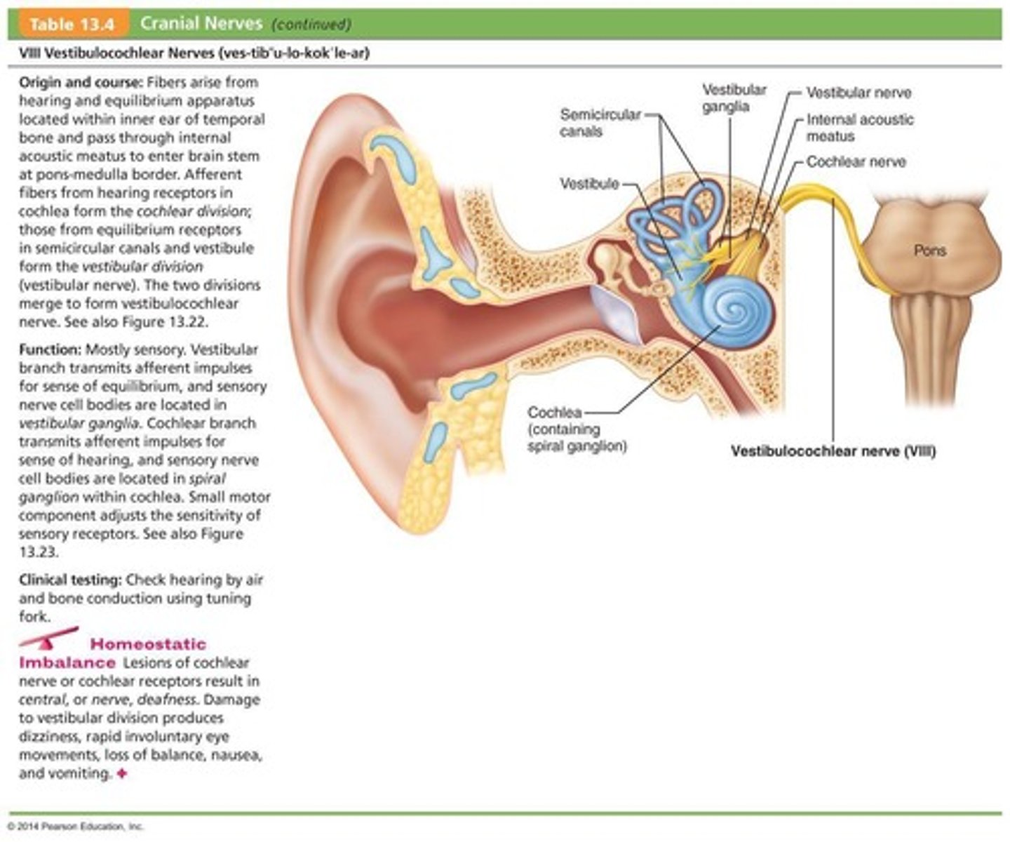 <p>Sensory function related to hearing and balance.</p>