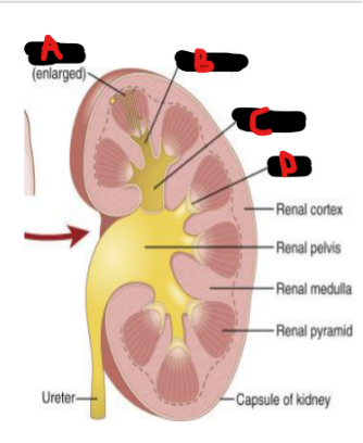 <p>Renal anatomy</p>