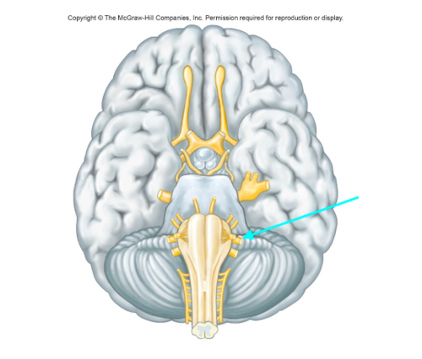 <p>Which cranial nerve is the blue arrow pointing at?</p>