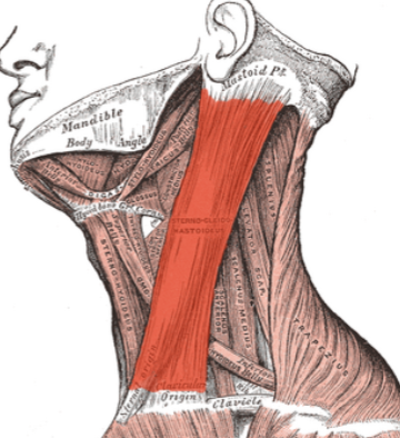 <ol><li><p>proximal</p><ol><li><p>sternal head: manubrium of sternum</p></li><li><p>clavicular head: medical portion of the clavicle</p></li></ol></li><li><p>distal</p><ol><li><p>mastoid process of temporal bone</p></li><li><p>lateral portion of the superior nuchal line of occipital bone</p></li></ol></li><li><p>action</p><ol><li><p>unilateral:&nbsp;Lateral flexion of neck to same side, rotation of head to opposite side</p></li><li><p>Bilateral: Neck flexion and elevation of sternum during forced inspiration</p></li></ol></li><li><p>innervation</p><ol><li><p>Spinal accessory nerve (Cranial Nerve XI)</p></li><li><p>Sensory contributions from C2–C3</p></li></ol></li></ol><p></p>