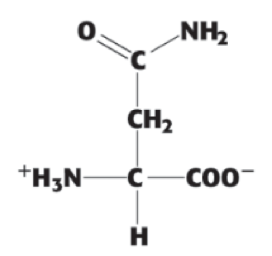 <p> (Asn, N). polar uncharged</p>