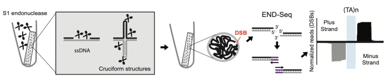 <p>it utilizes S1 single strand DNA endonuclease to convert ssDNA regions to DSBs, whcih are then detected via End-Seq</p><p>many more ssDNA than dsDNA</p>