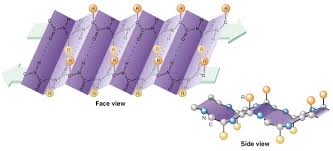 <p>One form of the secondary structure of proteins in which the polypeptide chains fold back and forth. Two regions of the chain lie parallel to each other and are held together by hydrogen bonds between atoms of the polypeptide backbone (not the side chains). </p>