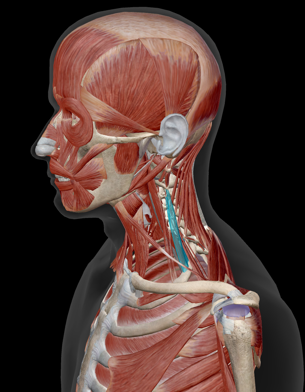 <p>Scalenes Middle</p><p>Origin: Transverse Processes C2-C7</p><p>Insertion: First rib</p><p>Action: <strong>Together</strong>: Flex neck and Raises 1st rib during deep inhalation <strong>Singly</strong>: Laterally flex and rotate neck to the same side</p><p>Innervation: Cervical Nerves</p>