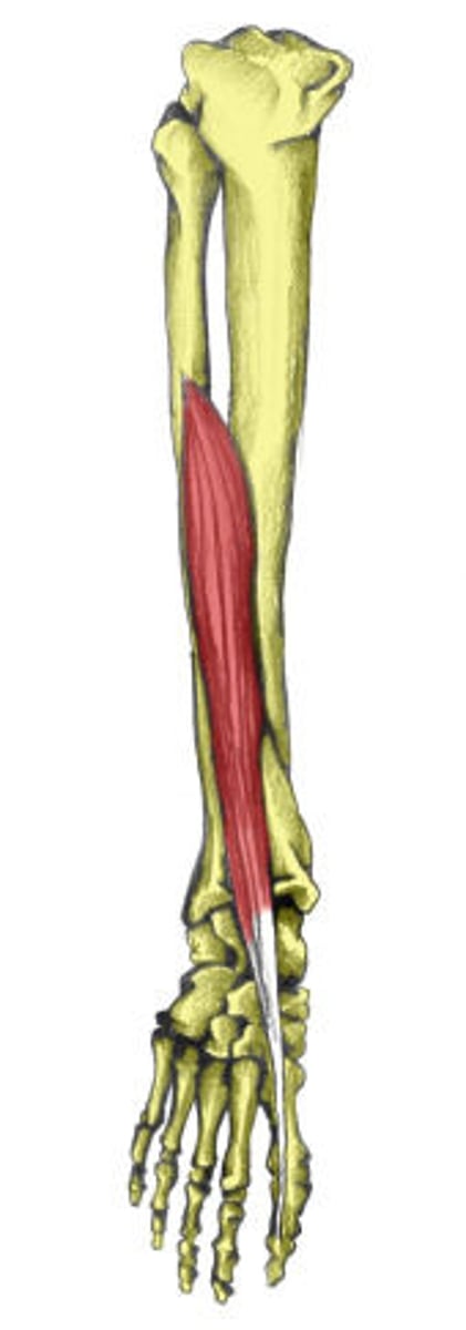 <p>A: Extension of toes; dorsiflexion and inversion of the foot</p><p>O: fibula; interosseous membrane</p><p>I: distal phalanx of great toe</p>